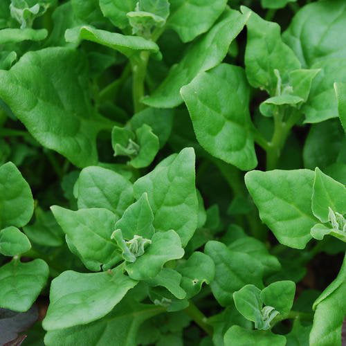 New Zealand Spinach Seeds   Fresh Seed   FREE Shipping Spinach Seed 